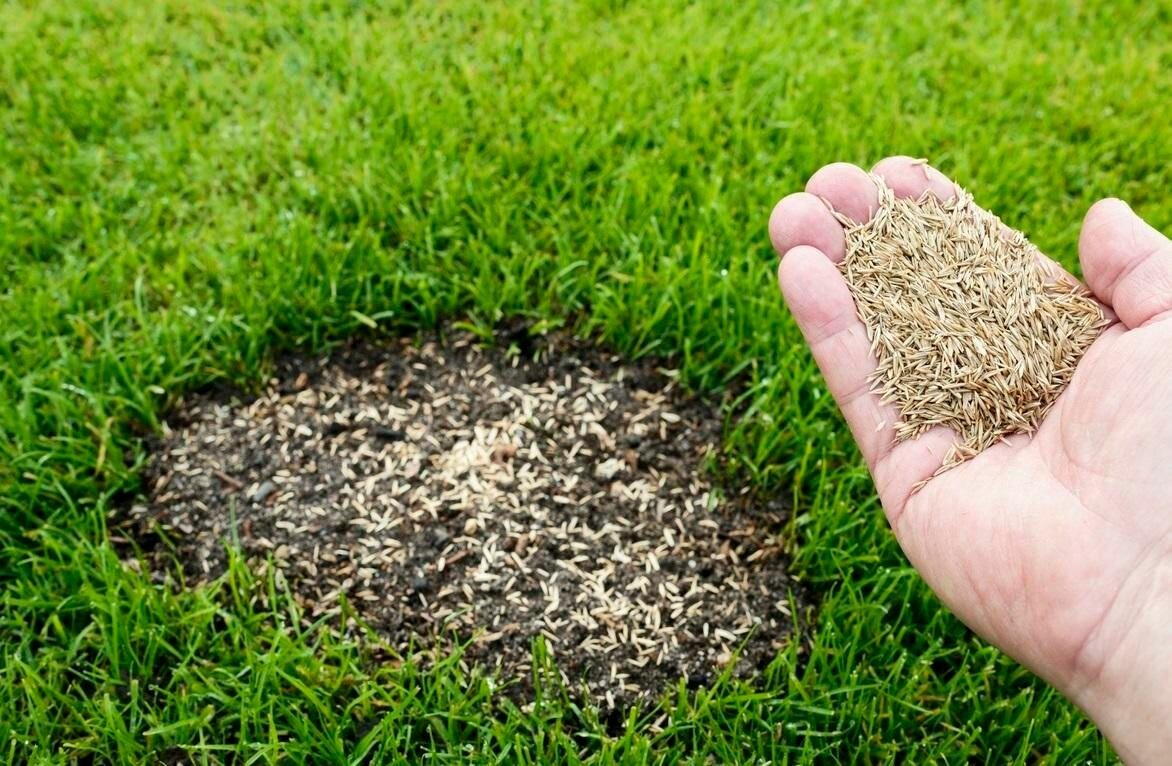 grass seed on top of dirt