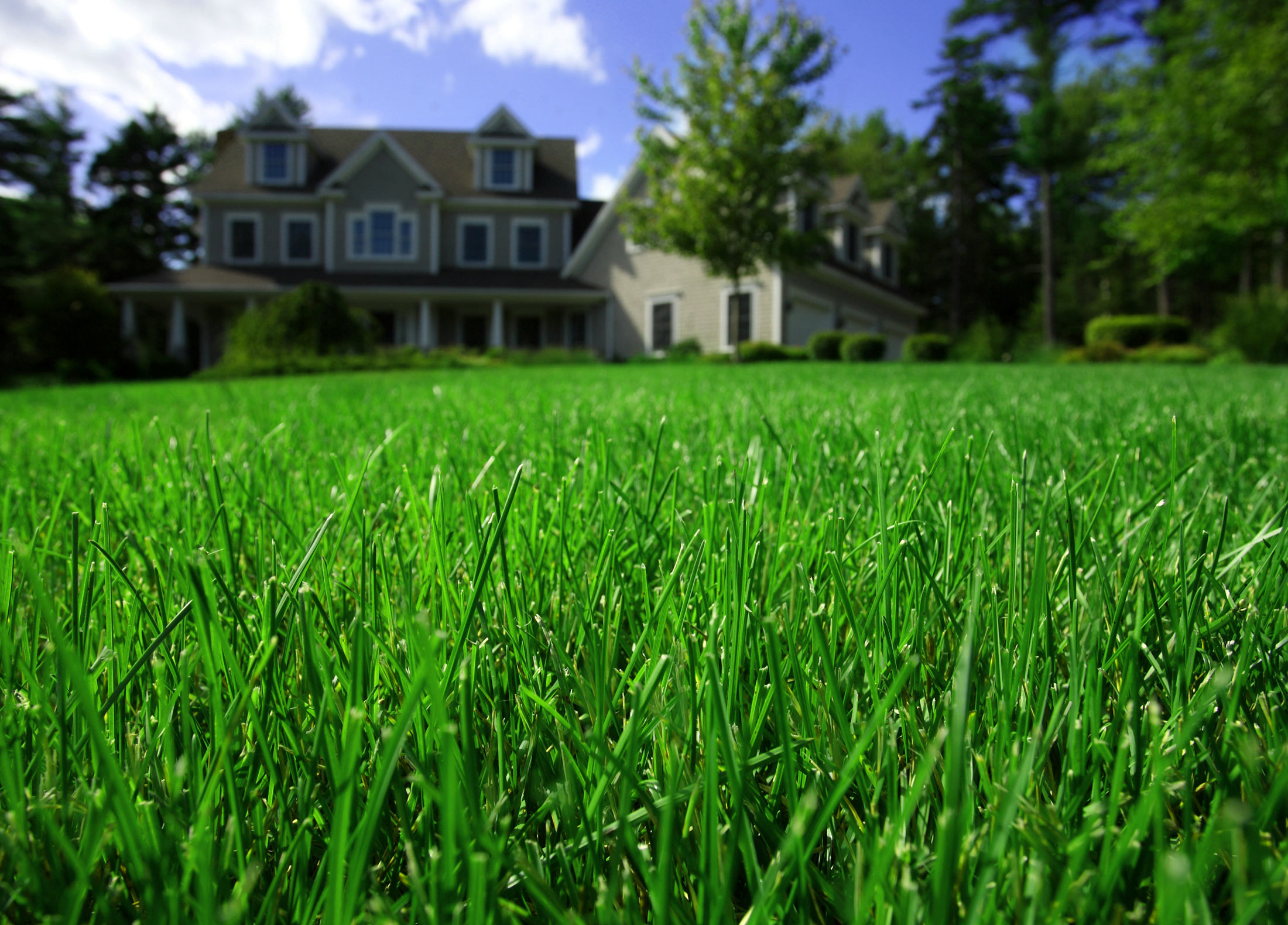 how to get rid of nutsedge