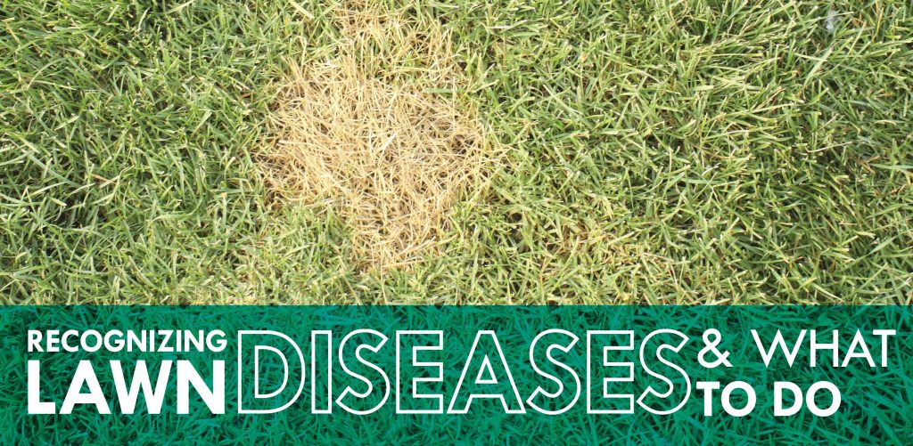 Lawn Rust Treatment in Indiana